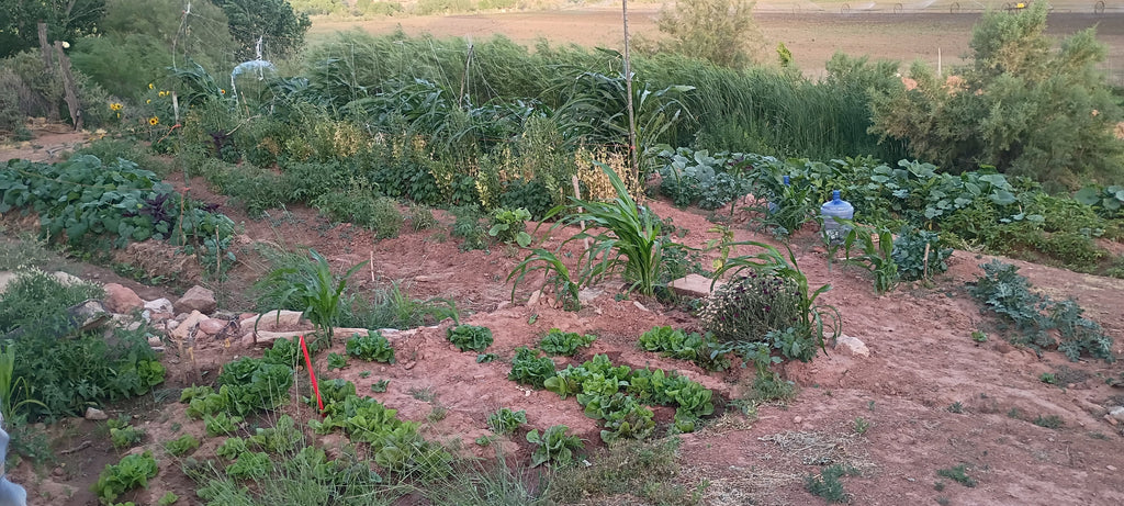How Growing Climate-Adapted Seeds Got Us Through the Extreme Summer Heat