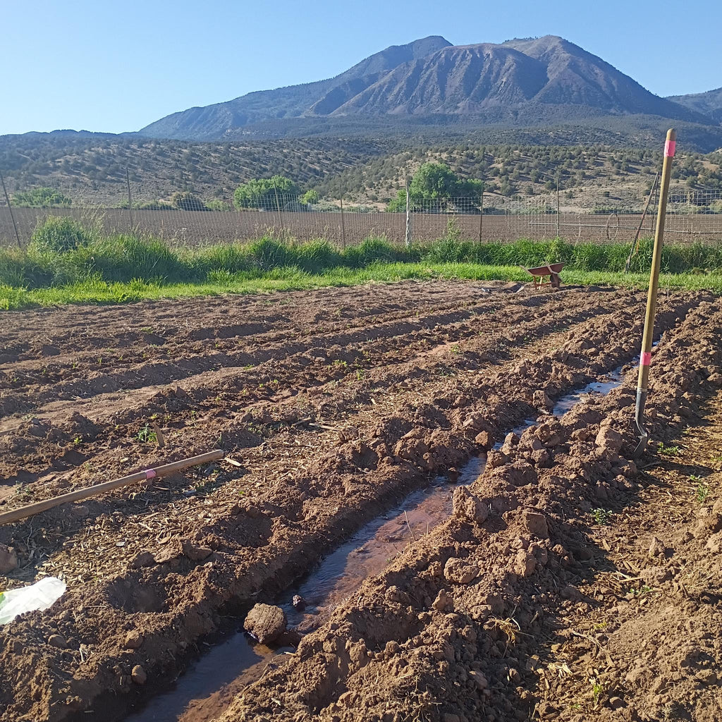 Farm Update: Growing Season in Full Swing!