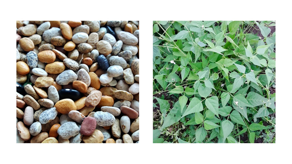 The Desert Bean Your Garden Needs