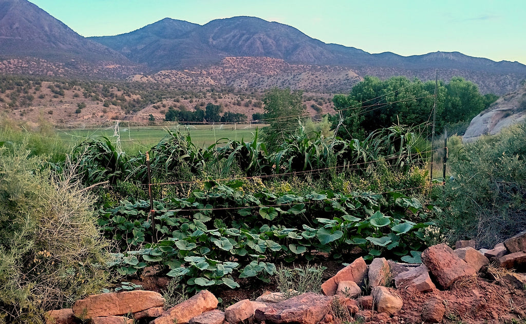 How Growing Climate-Adapted Seeds Got Us Through Extreme Summer Heat