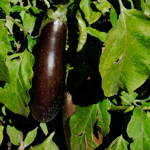 Early Violet Italian Eggplant