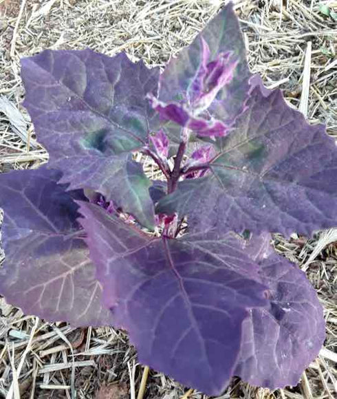 Purple Orach