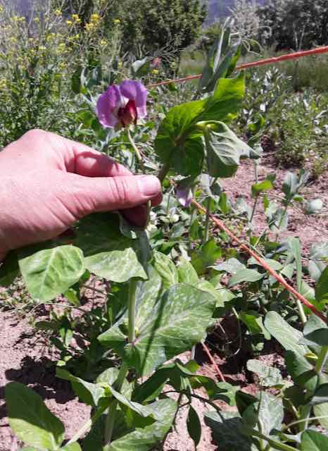 Heat Tolerant Pea Landrace