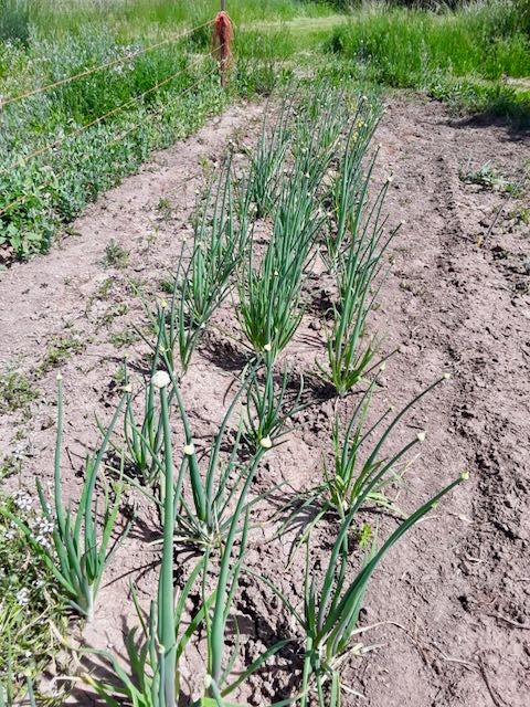 Lofty Onion Landrace