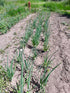 Lofty Onion Landrace