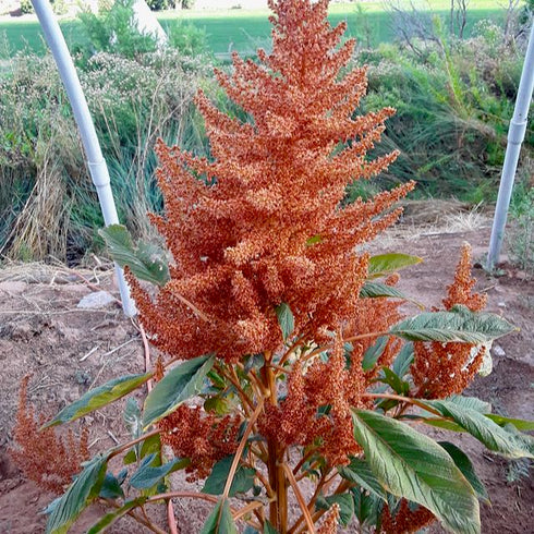 Golden Giant Amaranth