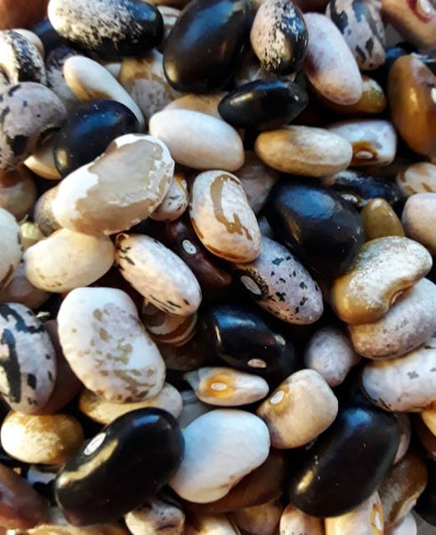 Cherokee Cornfield Pole Snap Bean