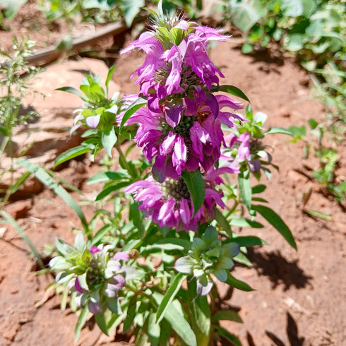 Lemon Bee Balm (Bergamot)