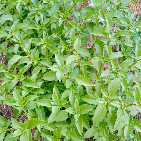 Lemon Basil