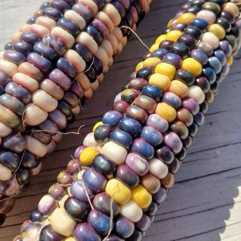 SLIME Corn! << Self-Fertilizing Nitrogen Fixing Trait >>