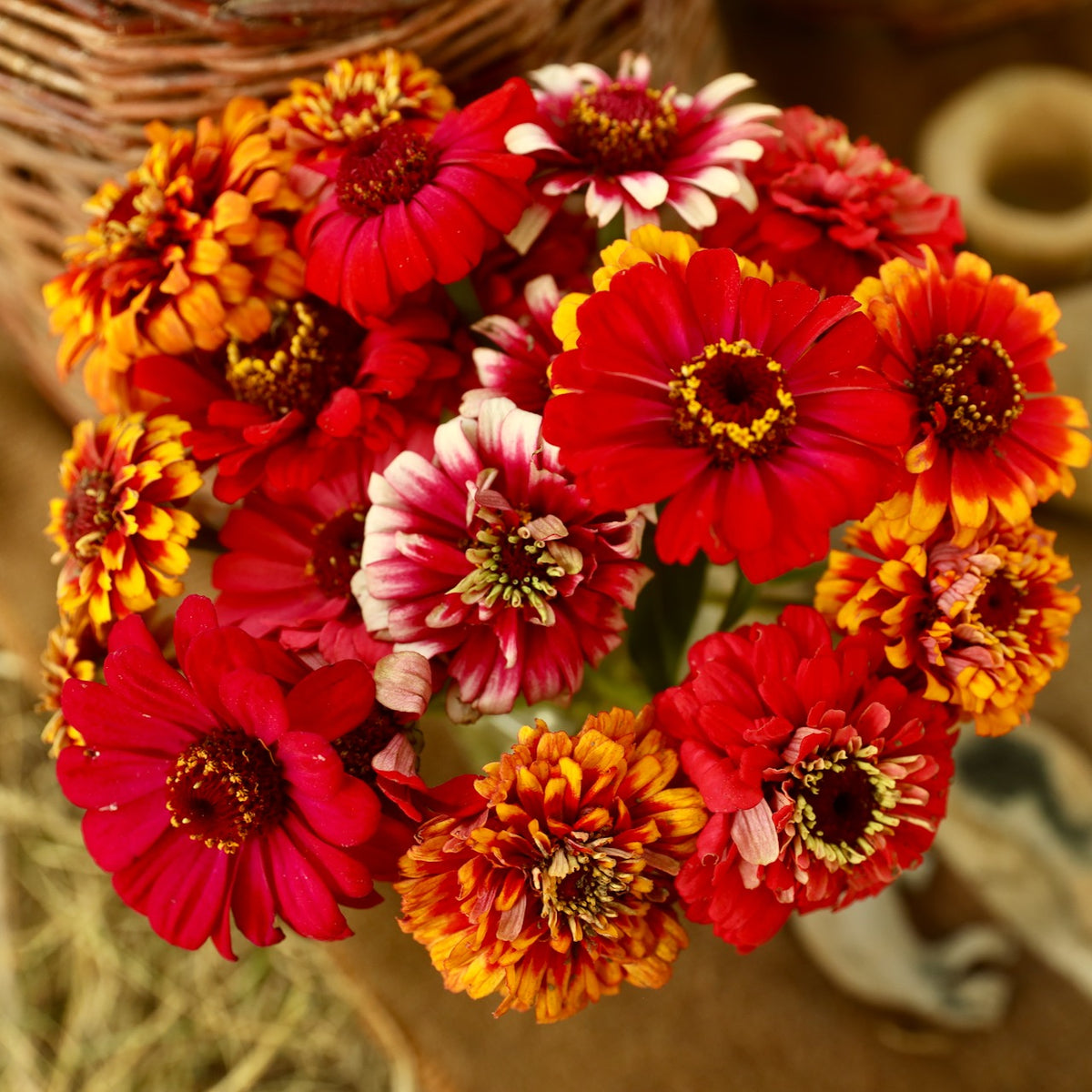 Duftin 3046 Kit Di Tela Per Ricamo A Countato – Zinnias Multicolore, 14x18 Cm, Con Canovaccio Stampato E Fili Di Cotone