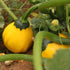Summer-Winter Squash: Hopi Yellow Crookneck x Dark Star Zucchini