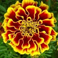 French Bolero Marigold