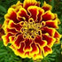 French Bolero Marigold