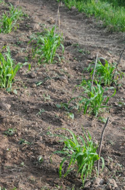 Blue Rainbow Corn Landrace