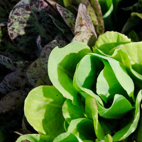 Gourmet Salad Lettuce Mix