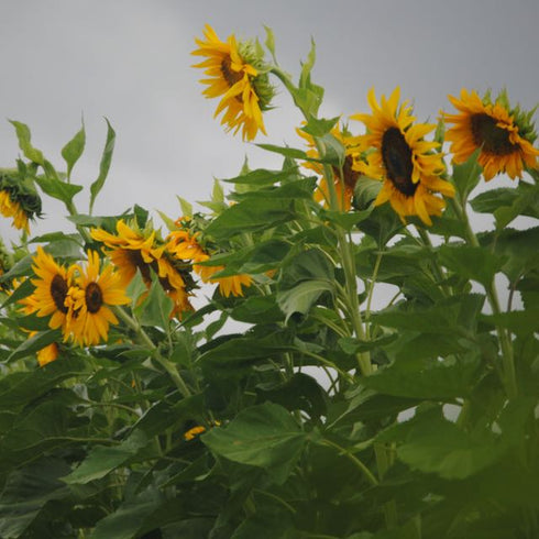 Giant Purple Seeded Sunflower