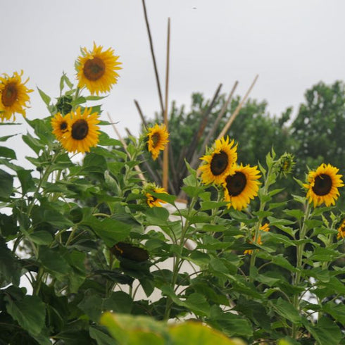 Kids Garden Collection