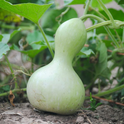 Hopi Origin Rattle Gourd