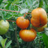 Colorado Beefsteak Tomato