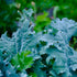 Lofty Kale Landrace