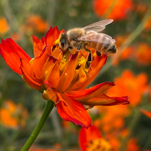 Homestead Seed CSA Share