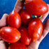 Fiaschetto Tomato
