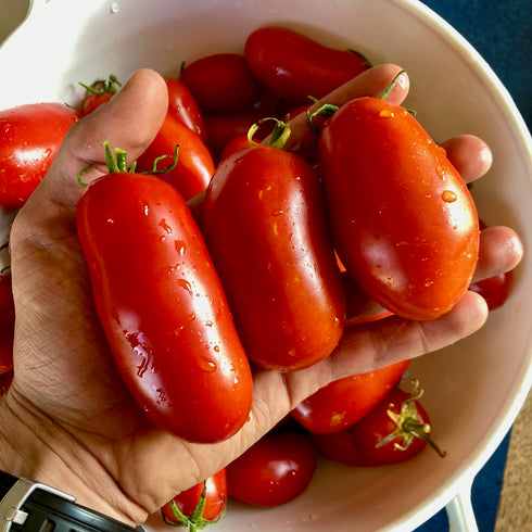 Grandma Mary's Paste Tomato