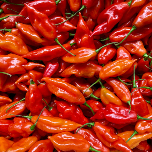 Hot Paper Lantern Pepper