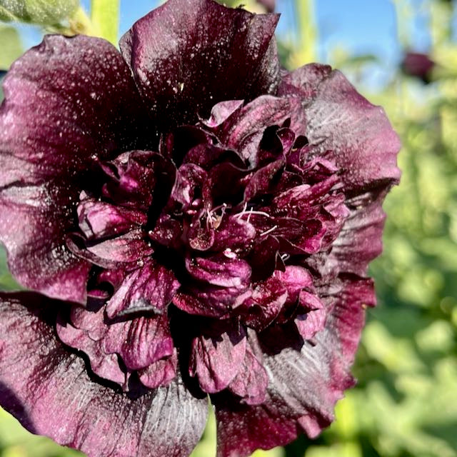 Jet Black Hollyhock – Vibrant Earth Seeds