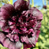 Jet Black Hollyhock