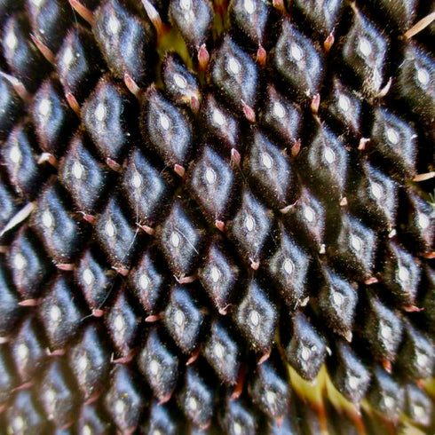 Giant Purple Seeded Sunflower