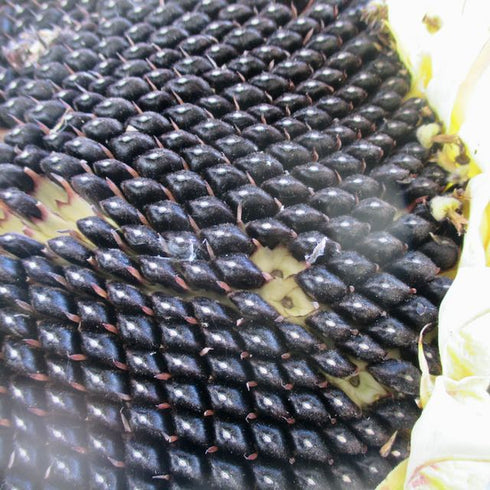 Giant Purple Seeded Sunflower