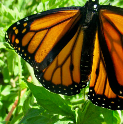 Kids Garden Collection