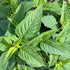Bee Balm (Wild Bergamot)