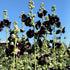 Jet Black Hollyhock
