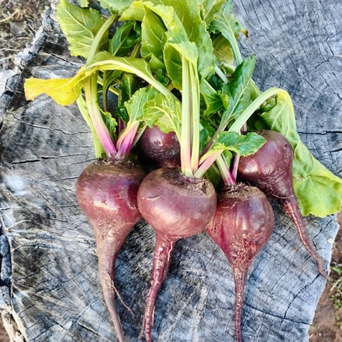 German Lutz Beets (Winterkeeper Beets)