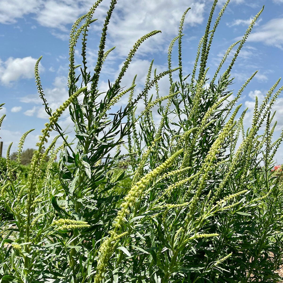 Weld (Dyer's Rocket) – Vibrant Earth Seeds