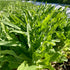 Summer 38 Celtuce (Chinese Stem Lettuce)