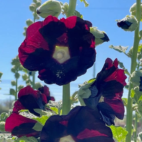 Jet Black Hollyhock