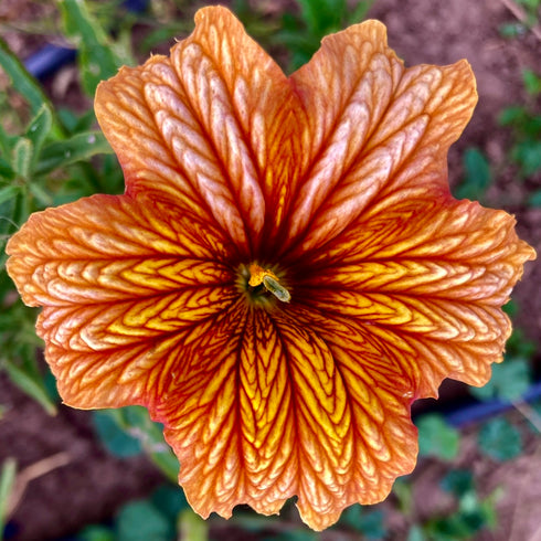 Painted Tongue (Salpiglossis)