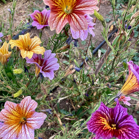 Painted Tongue (Salpiglossis)