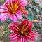 Painted Tongue (Salpiglossis)