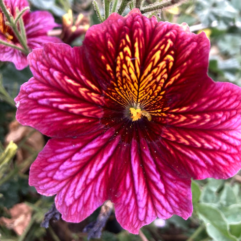 Painted Tongue (Salpiglossis)