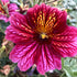 Painted Tongue (Salpiglossis)