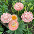 Strawflower, Apricot/Peach Mix