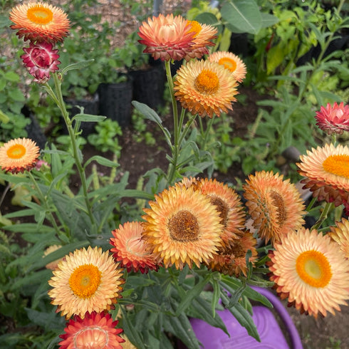 Strawflower, Apricot/Peach Mix