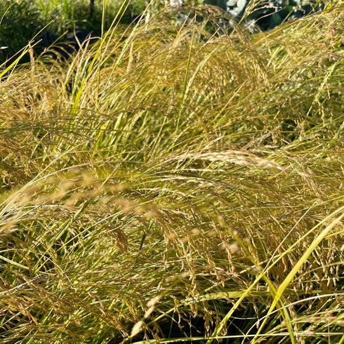 Ivory Teff