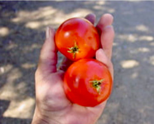 Cold Set Tomato Vibrant Earth Seeds