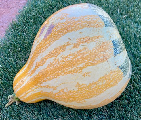 Hopi Origin Cushaw Winter Squash
